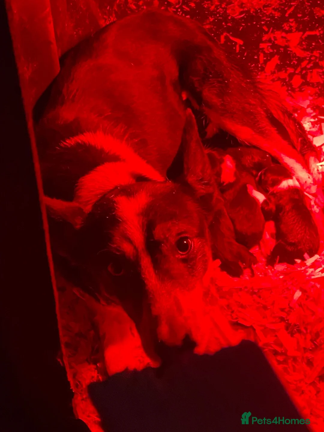 Border Collie dogs for sale: 2 male border collie pups  - Advert 5