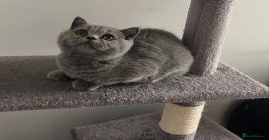 British Shorthair cats - Advert 16