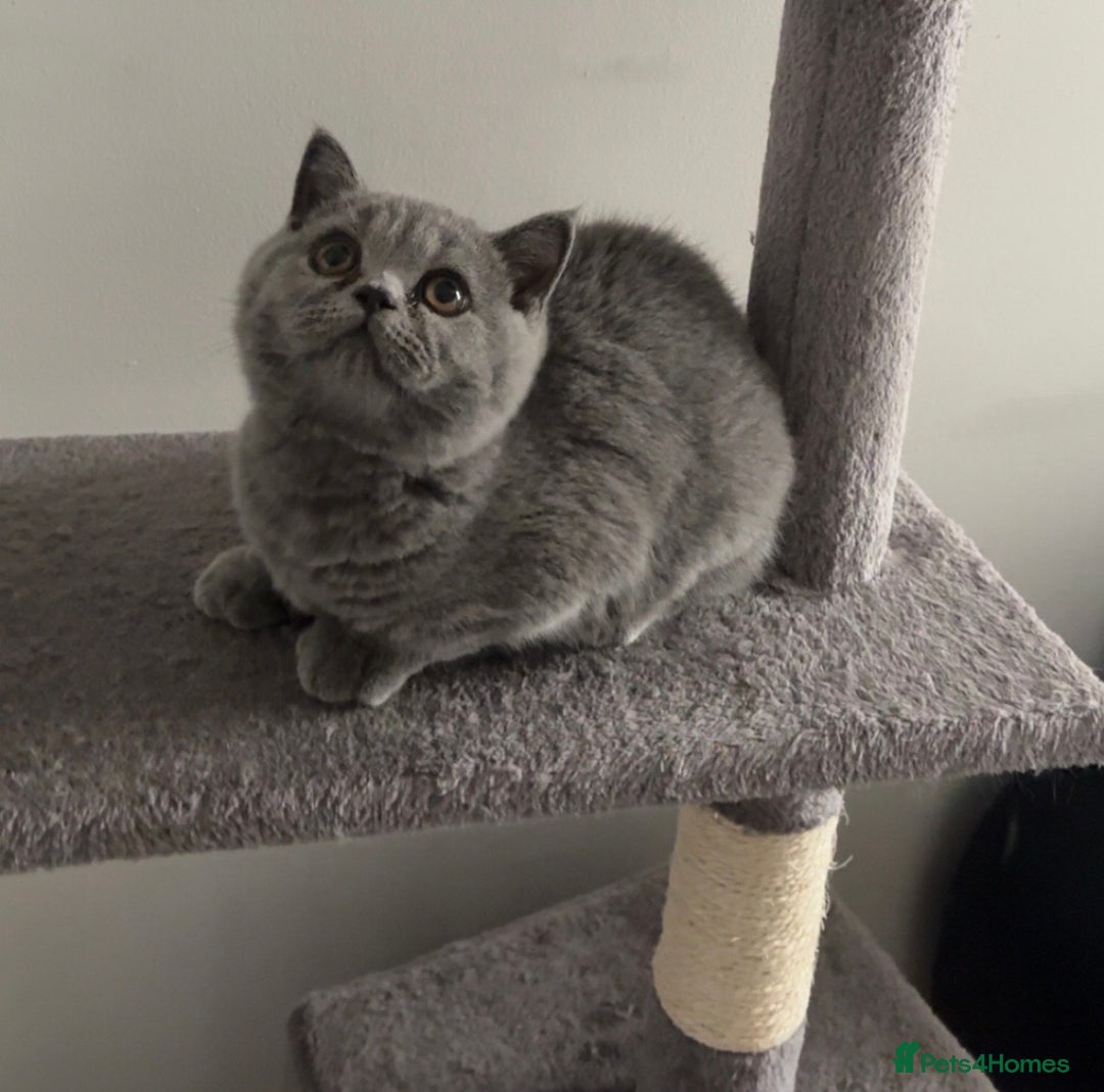 British Shorthair cats for sale: **Last blue girl available** - Image 3