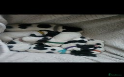 English Springer Spaniel dogs for sale: Beautiful working spaniels for sale - Image 4
