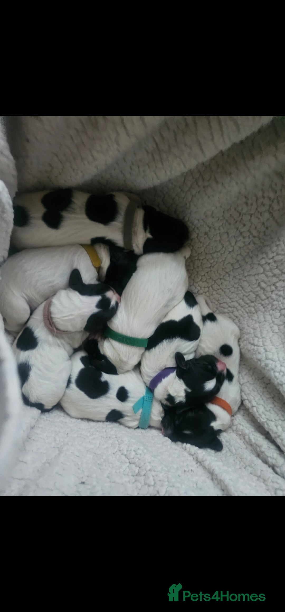 English Springer Spaniel dogs for sale: Beautiful working spaniels for sale - Image 4