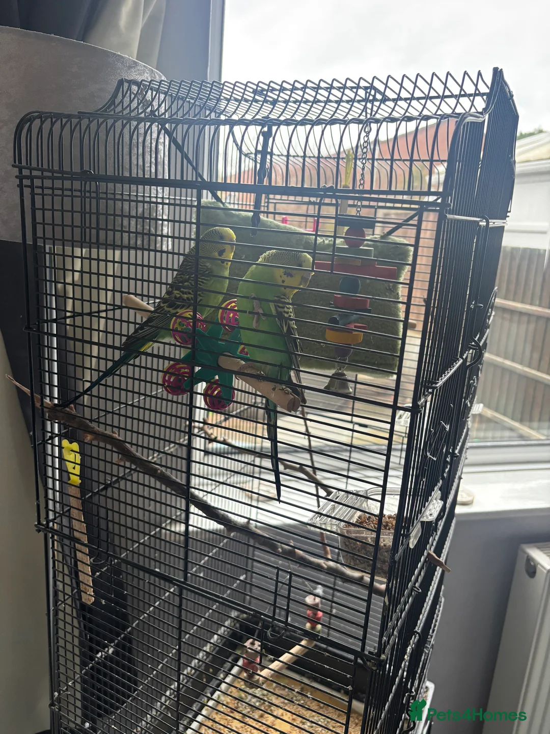 Budgerigars birds for sale: Budgie brothers need rehoming in Nottingham - Advert 1