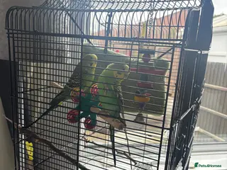 Budgerigars birds Budgie brothers need rehoming in Nottingham - Advert 6