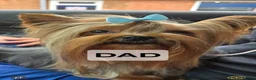 Yorkshire Terrier dogs for sale: Lovely puppies for sale  - Advert 1