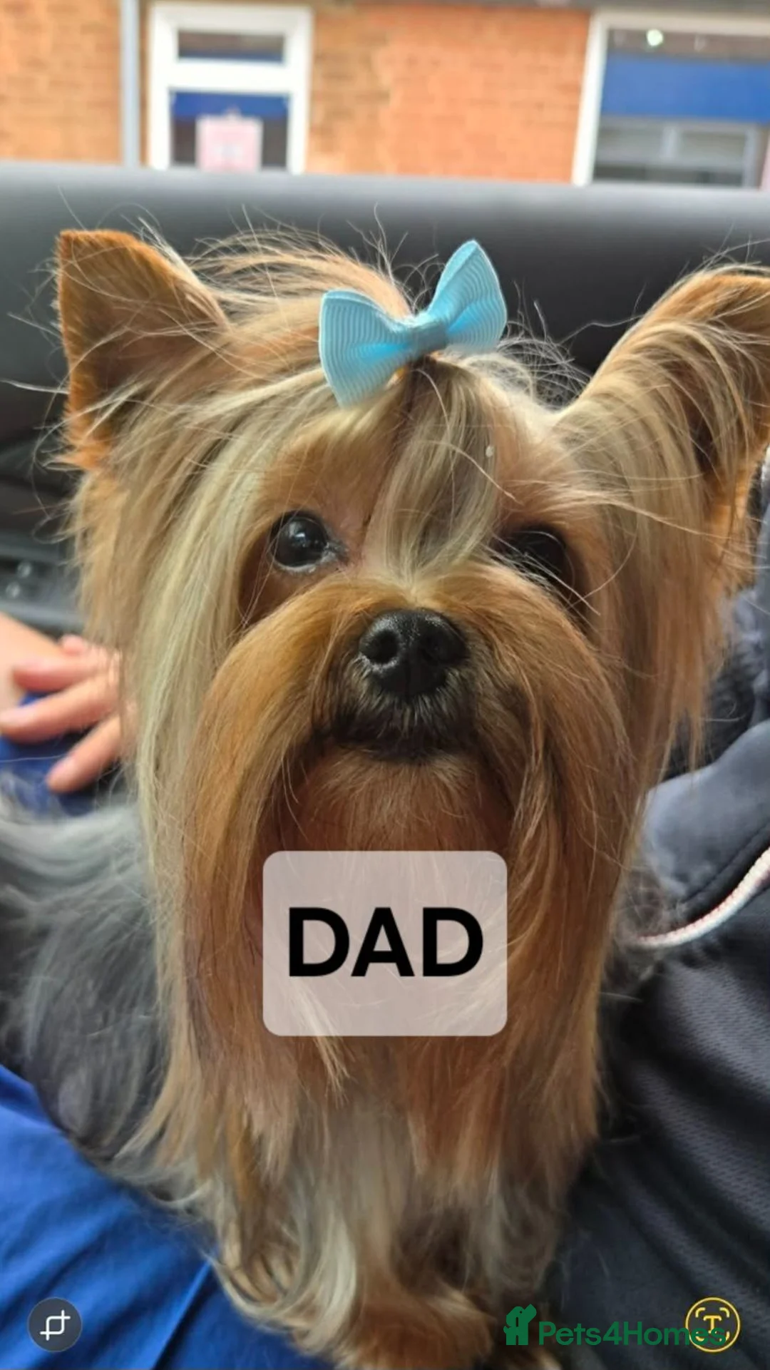 Yorkshire Terrier dogs for sale: Lovely puppies for sale  - Advert 1