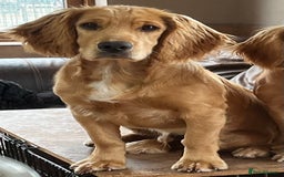 Cocker Spaniel dogs for sale: Working Cocker - Image 2