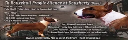 Bull Terrier dogs for stud: Champion Red and White stud  - Advert 2
