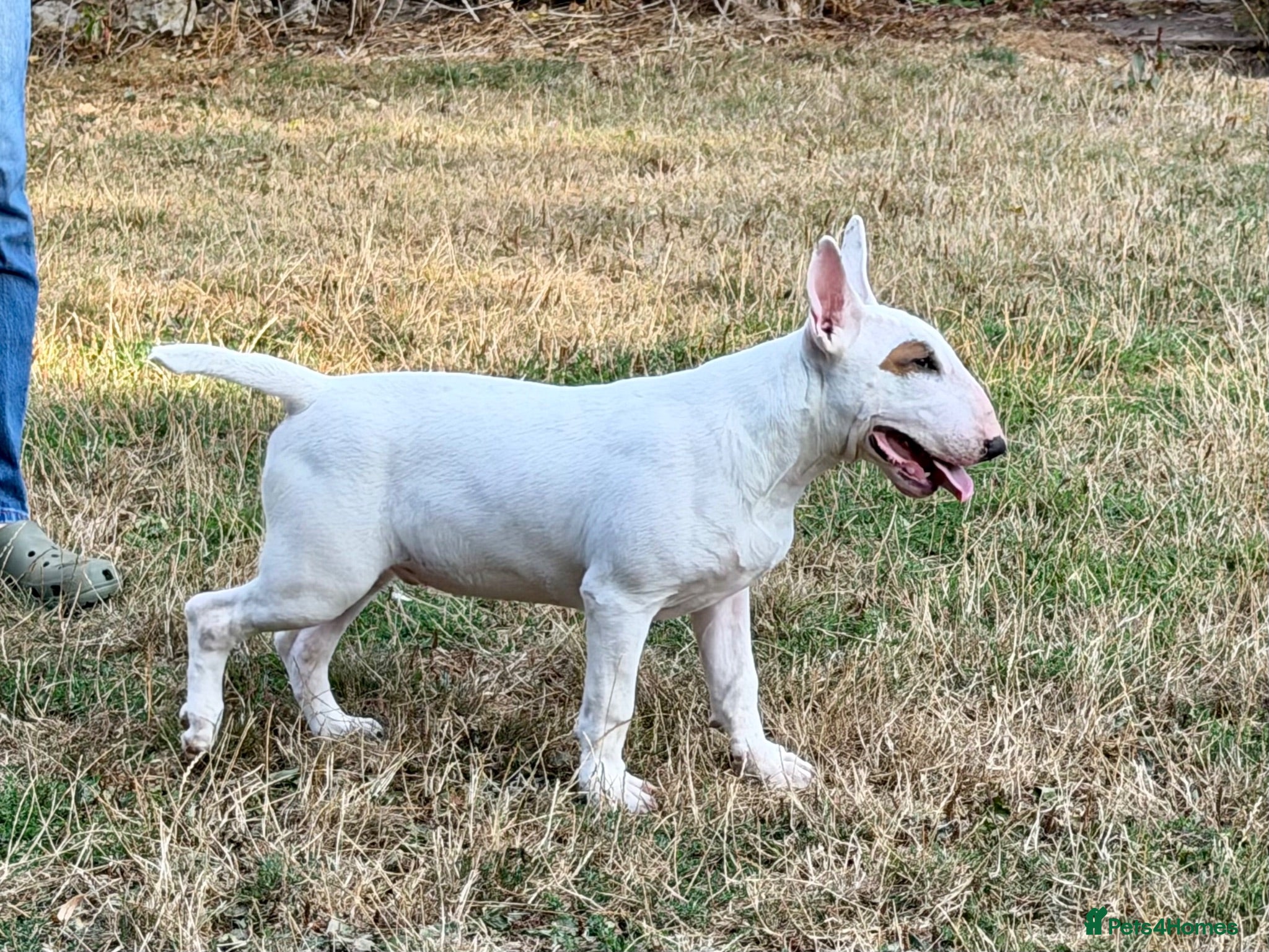 Bull Terrier dogs Healthy, happy, friendly trained BT puppy boy - Advert 15