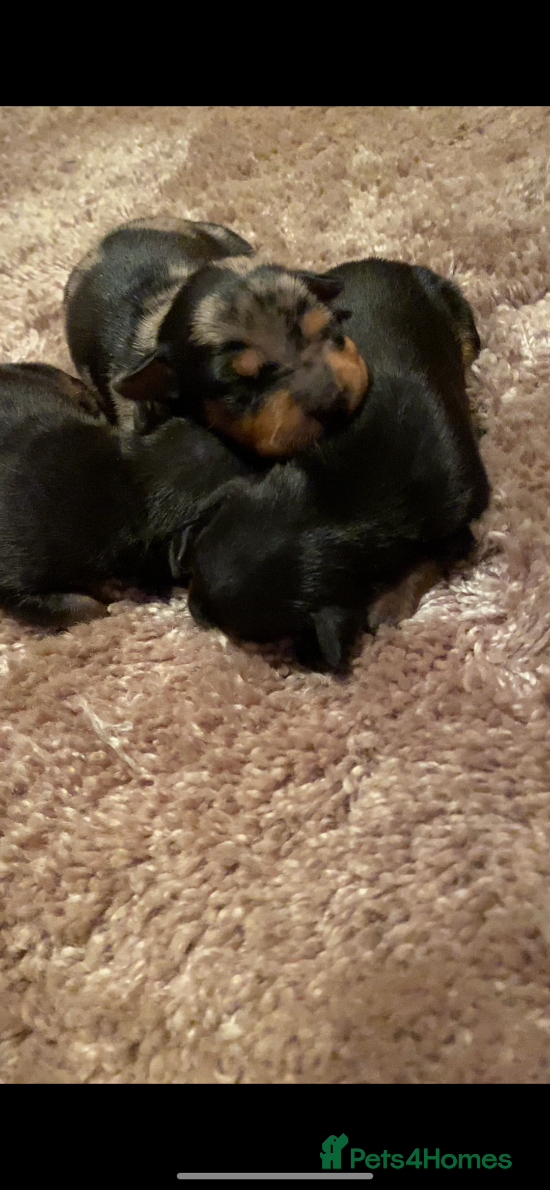 Miniature Pinscher dogs for sale: Gorgeous Rare miniature pinscher puppies for sale - Advert 8