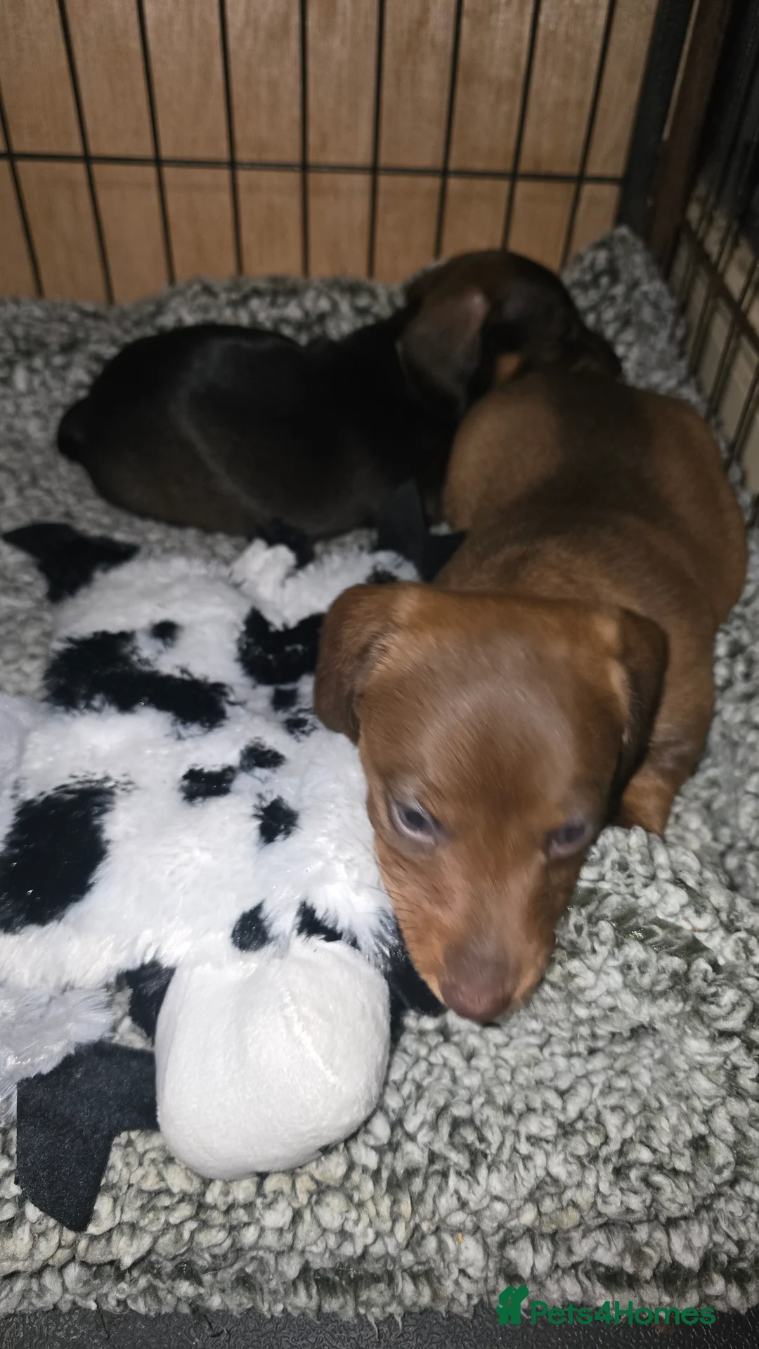 Dachshund dogs for sale: Standard wired hair puppies - Advert 11