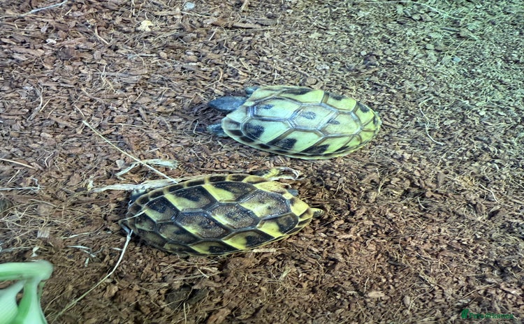 Hermann Tortoise reptiles - Advert 1
