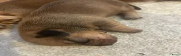 Jackshund dogs for sale: Jackshunds puppies  - Advert 12
