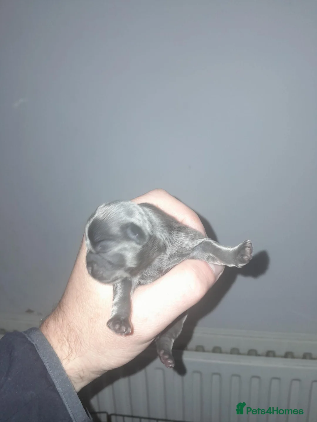 Shih Tzu dogs for sale: 🌈  **  IMPERIAL PUPS 🌈  - Advert 23
