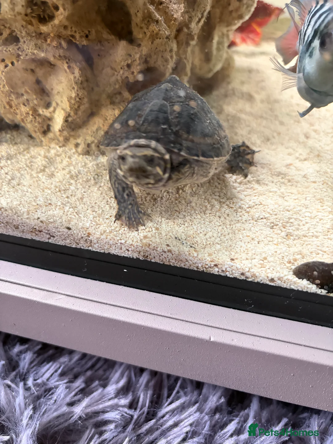 Turtle reptiles for sale: Pair of Musk Turtles in Mansfield - Advert 1