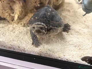 Turtle reptiles Pair of Musk Turtles - Advert 2