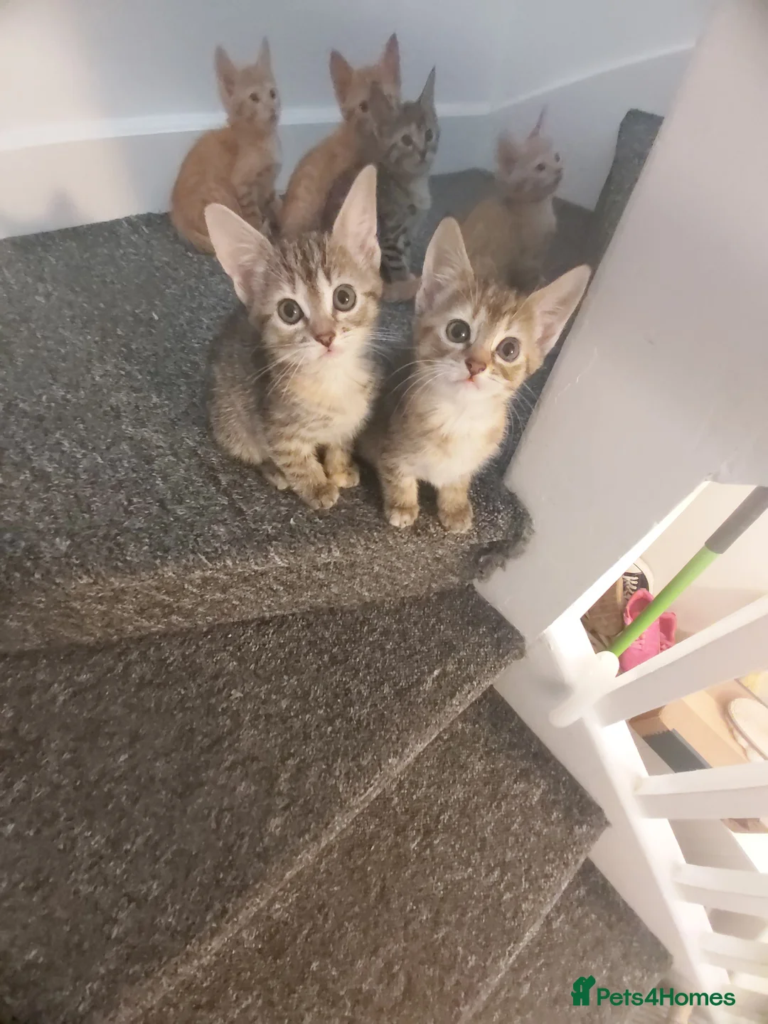 Mixed Breed cats for sale: Half Bengal Kittens Ready NOW! - Advert 5