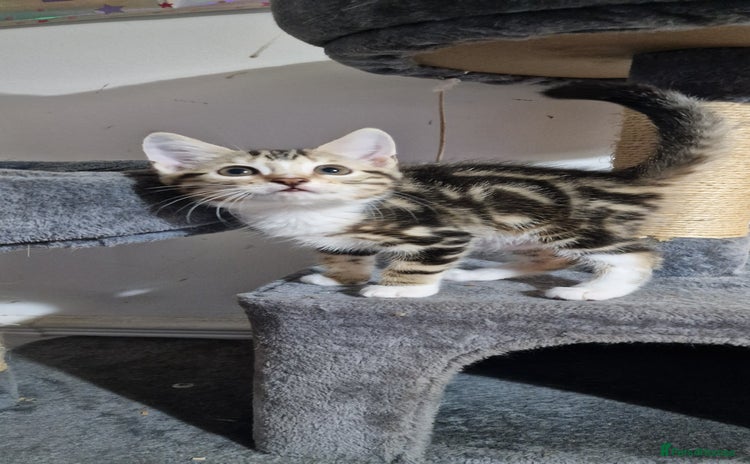 Bengal cats - Advert 1