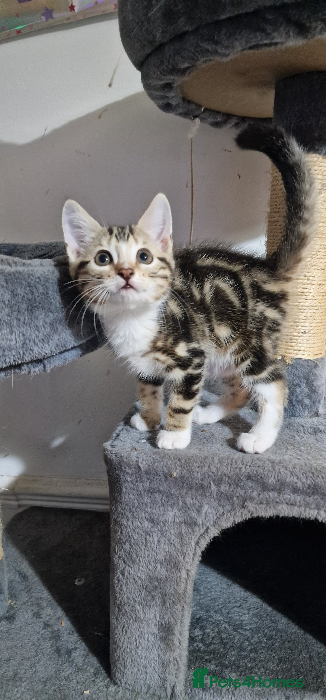 Bengal cats for sale: Gorgeous Bengal/Savannah x DS - Image 8