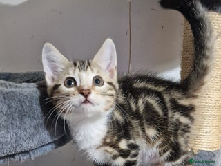 Bengal cats - Advert 18