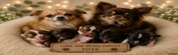 Chihuahua dogs for sale: Long haired chihuahua puppies  - Advert 8