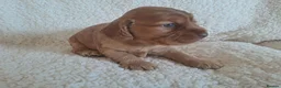 Cocker Spaniel dogs for sale: Gorgeous Show Type KC Cocker Spaniel Pups - Advert 10