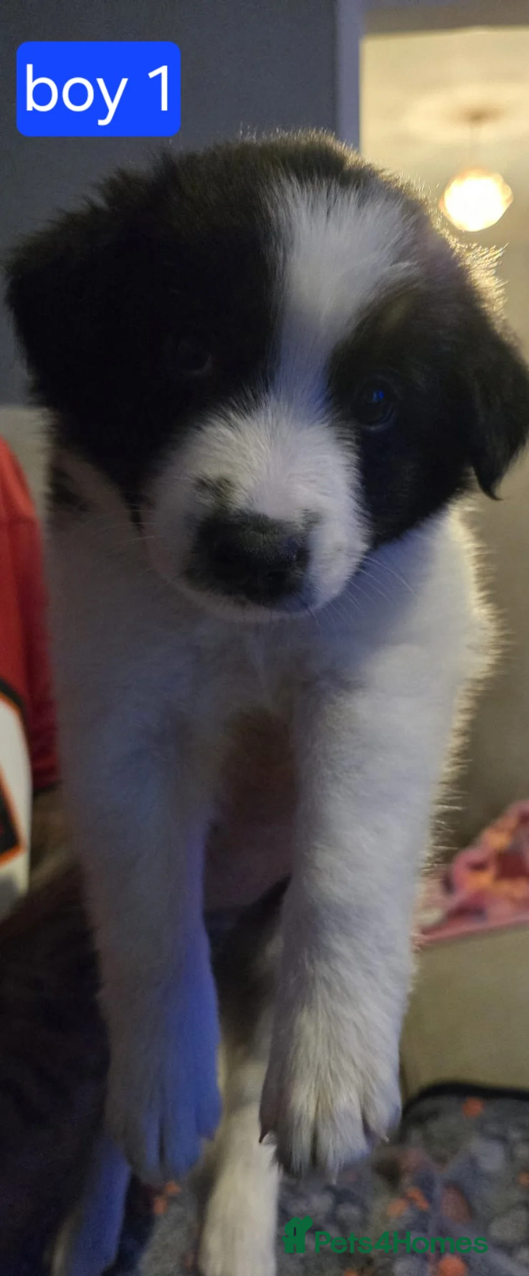 Border Collie dogs for sale: Border collie pups  - Advert 31