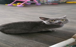 Mixed Breed cats for sale: 4 gray 1 black kitten  - Image 2