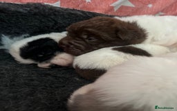 Shar Pei dogs for sale: Amazing flower bear coat !!!  - Advert 5