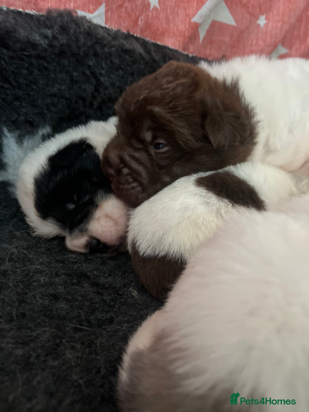 Shar Pei dogs for sale: Amazing flower bear coat !!!  - Advert 5