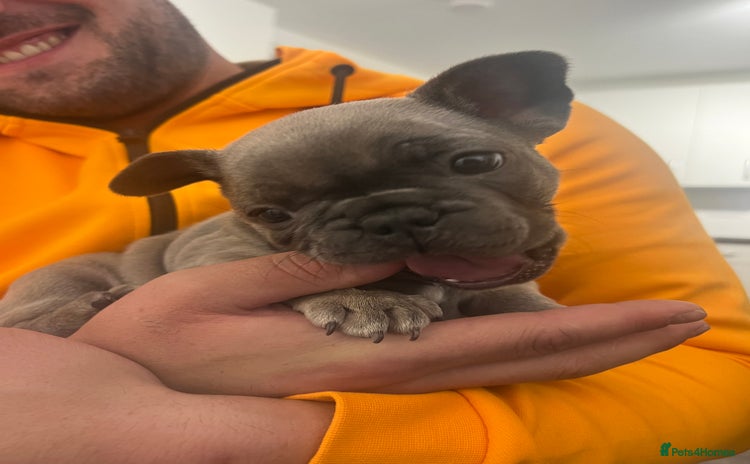 French Bulldog dogs - Advert 3