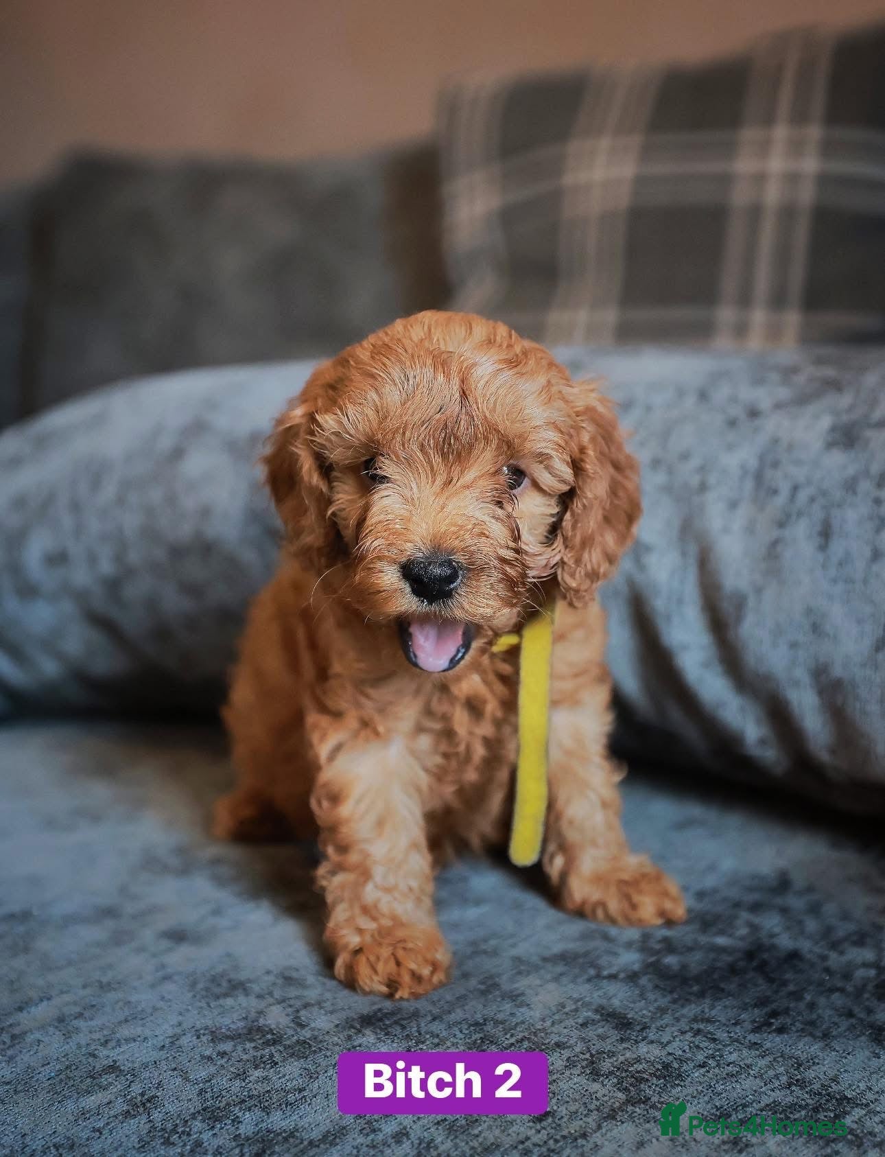 Cockapoo dogs for sale: F1B Toy Cockapoos for sale in Alexandria - Advert 7