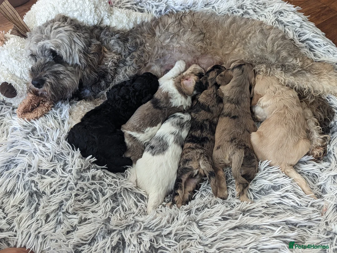 Cockapoo dogs for sale: Cockapoo pups due February  - Advert 5