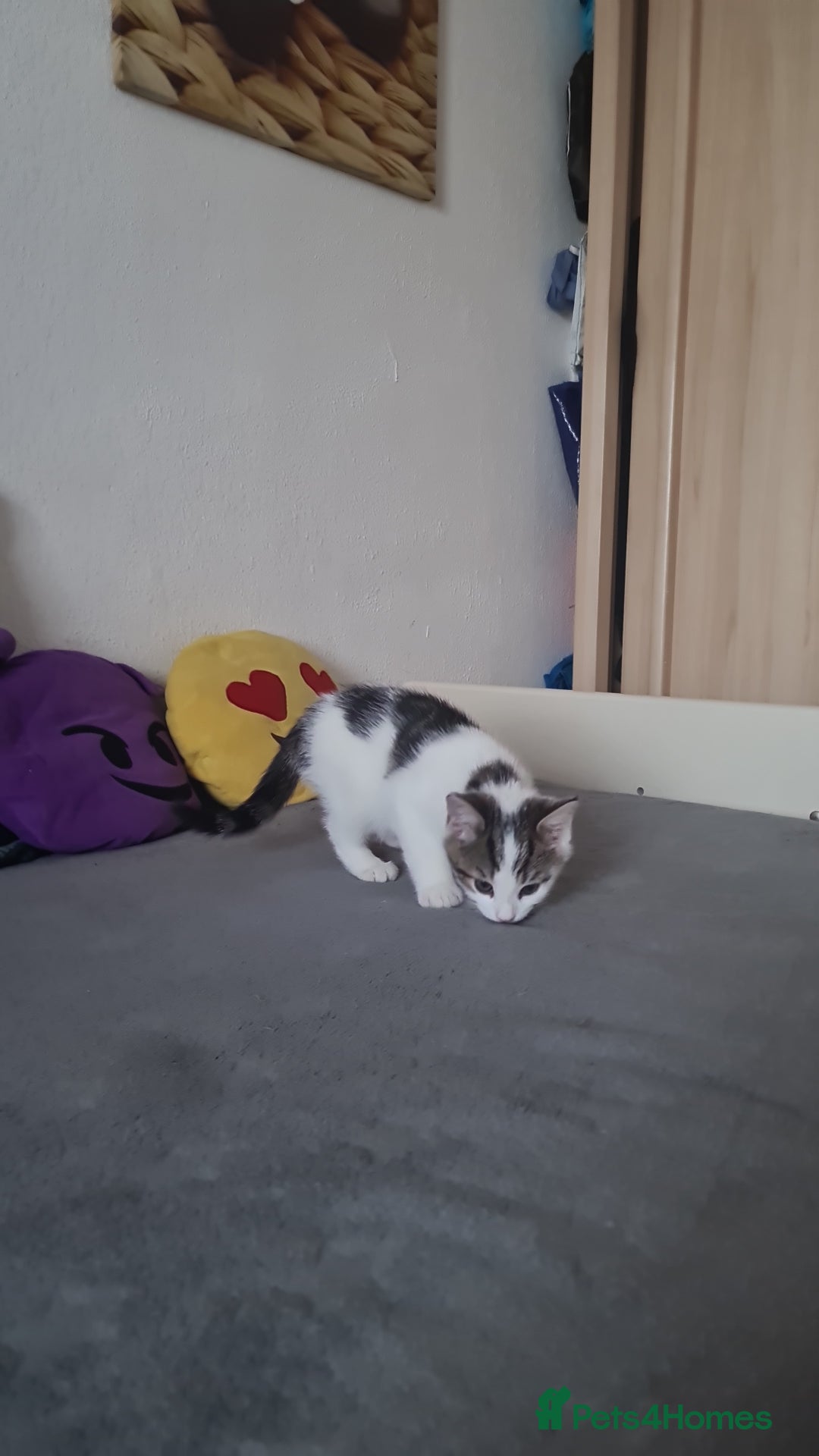 British Shorthair cats for sale: kitten - Advert 6