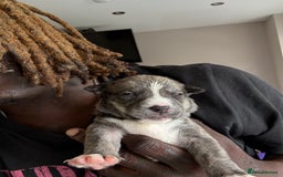 Mixed Breed dogs for sale: Blue nose staff x Siberian husky pups GOING FAST - Image 13