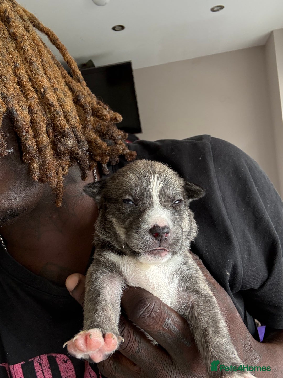 Mixed Breed dogs for sale: Blue nose staff x Siberian husky pups GOING FAST - Image 13