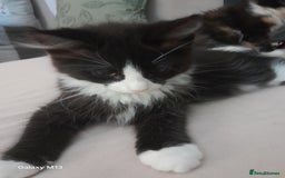 Mixed Breed cats for sale: 5 long hair maine coon mix kitten's. - Image 8