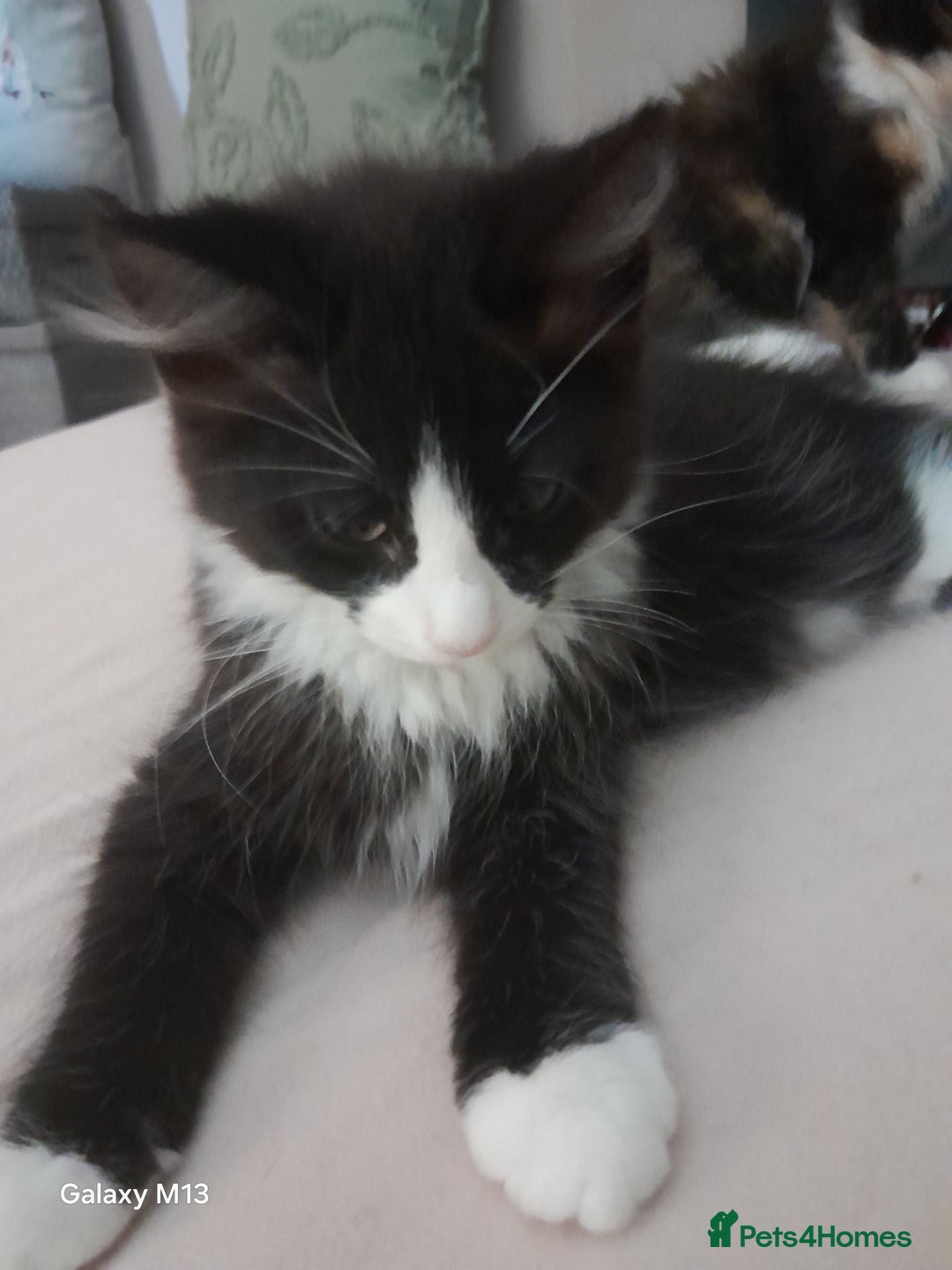 Mixed Breed cats for sale: 5 long hair maine coon mix kitten's. - Image 8