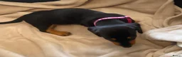 Dachshund dogs for sale: 7 beautiful puppy’s looking for a forever home.  - Advert 19