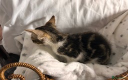 Bengal cats for sale: Bengal kittens ready now - Image 29