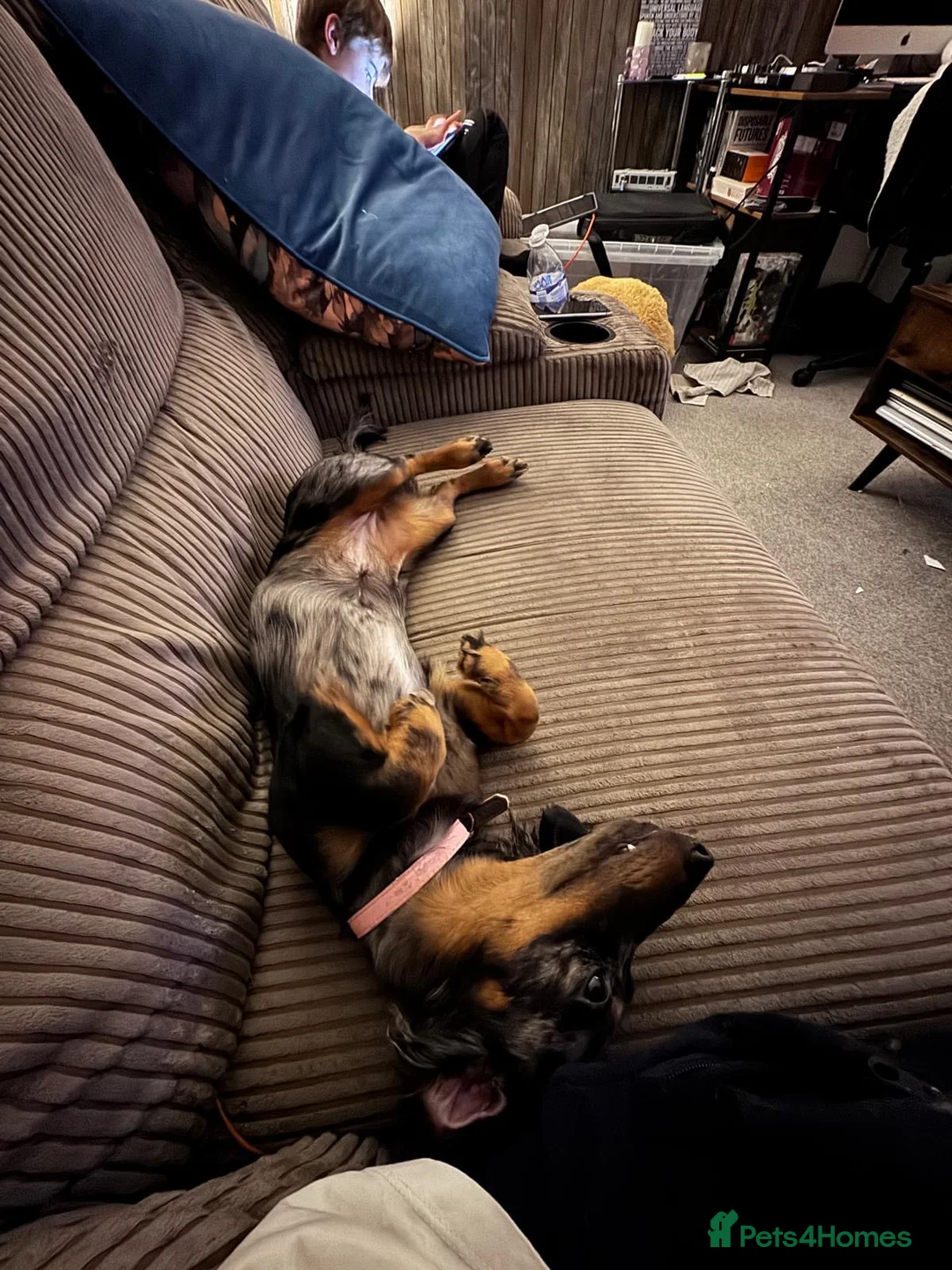 Dachshund dogs for sale: Female Merle dachshund  - Advert 2