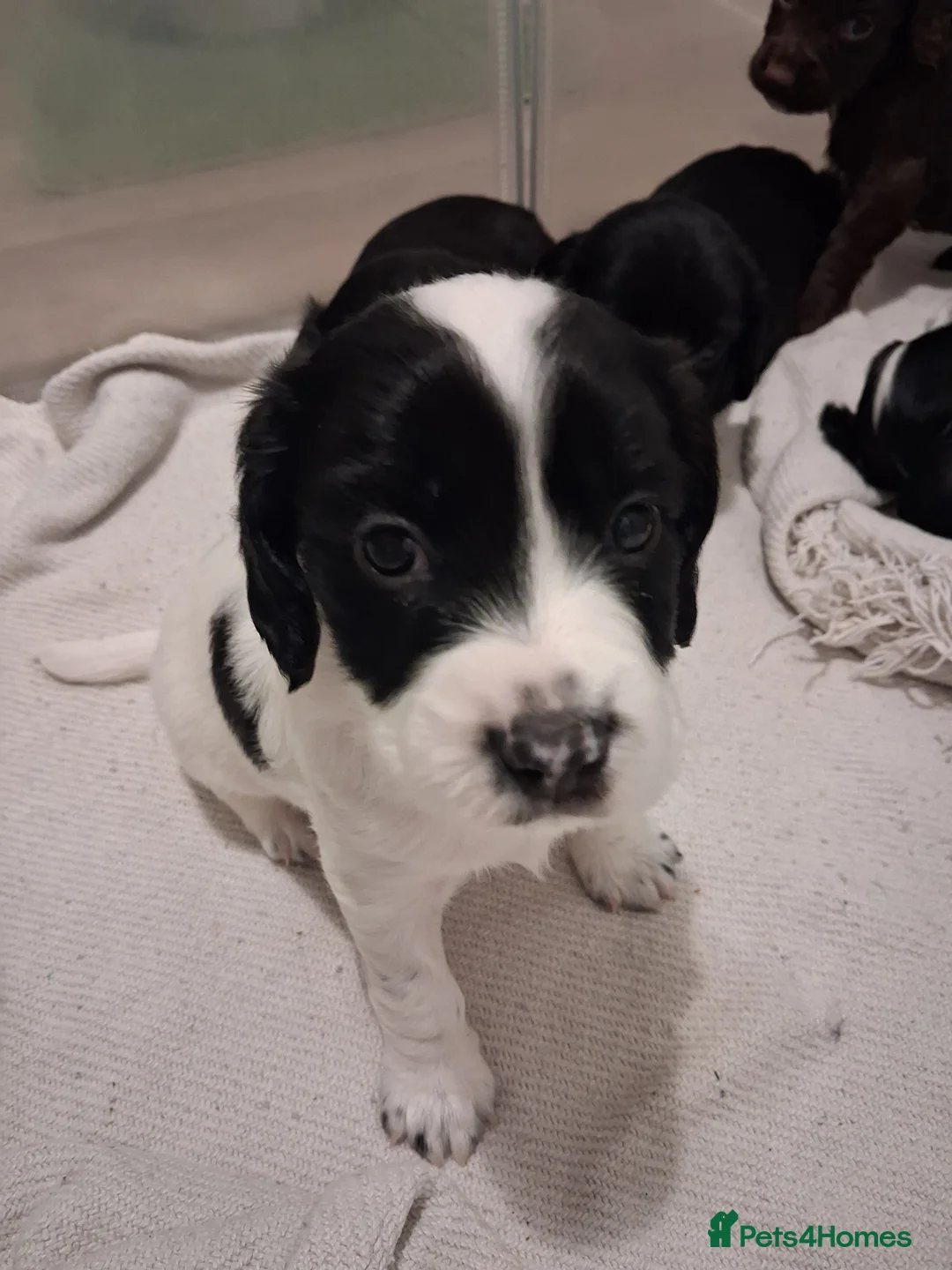 Mixed Breed dogs for sale: ☆six beautiful male puppys seeking forever homes☆ - Advert 23