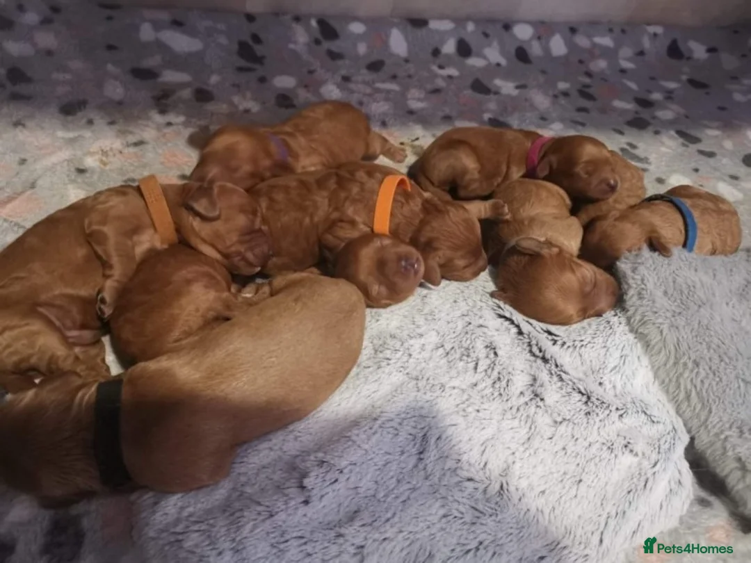 Cockapoo dogs for stud: Red Min Poodle PRA Clear & Other DNA Clear in Mansfield - Advert 4