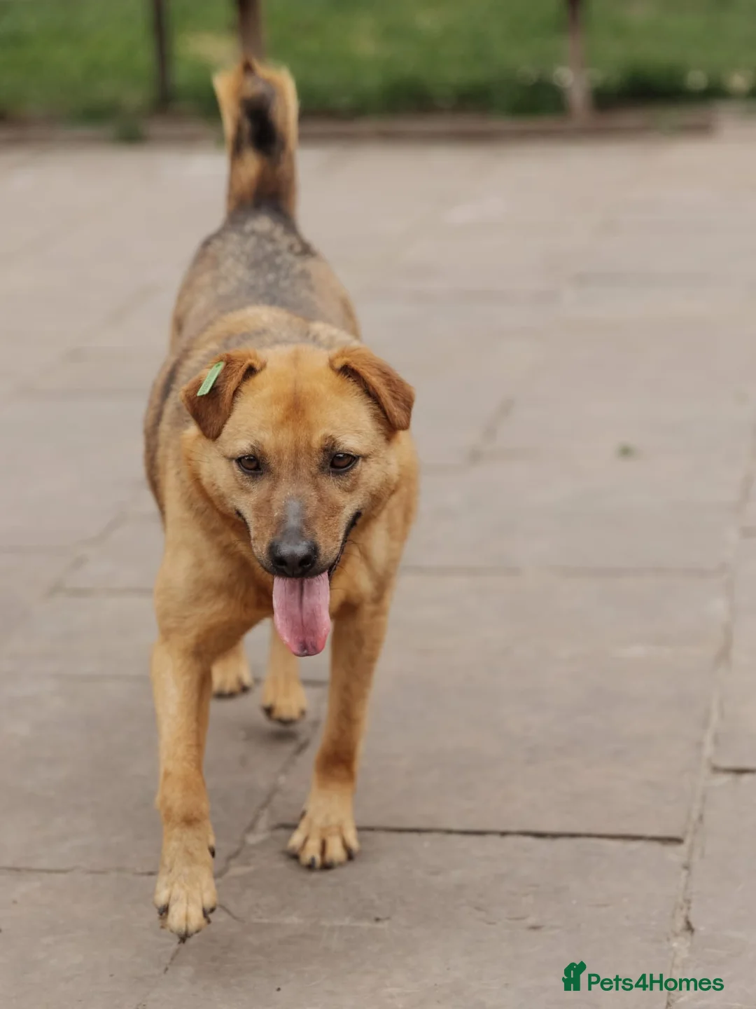 Mixed Breed dogs for adoption: ❤️Varya❤️3 yo girl full of energy, joy,&curiosity. - Advert 11