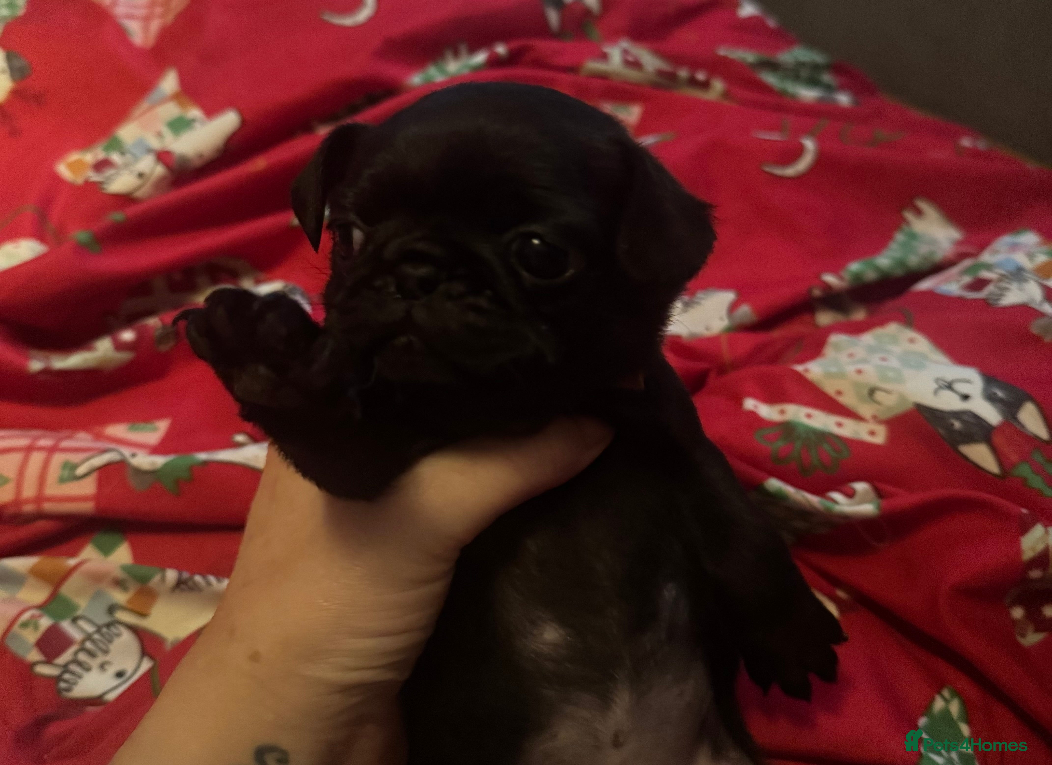 Pug dogs Chunky pug pups  - Advert 4