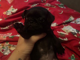 Pug dogs Chunky pug pups - Advert 2