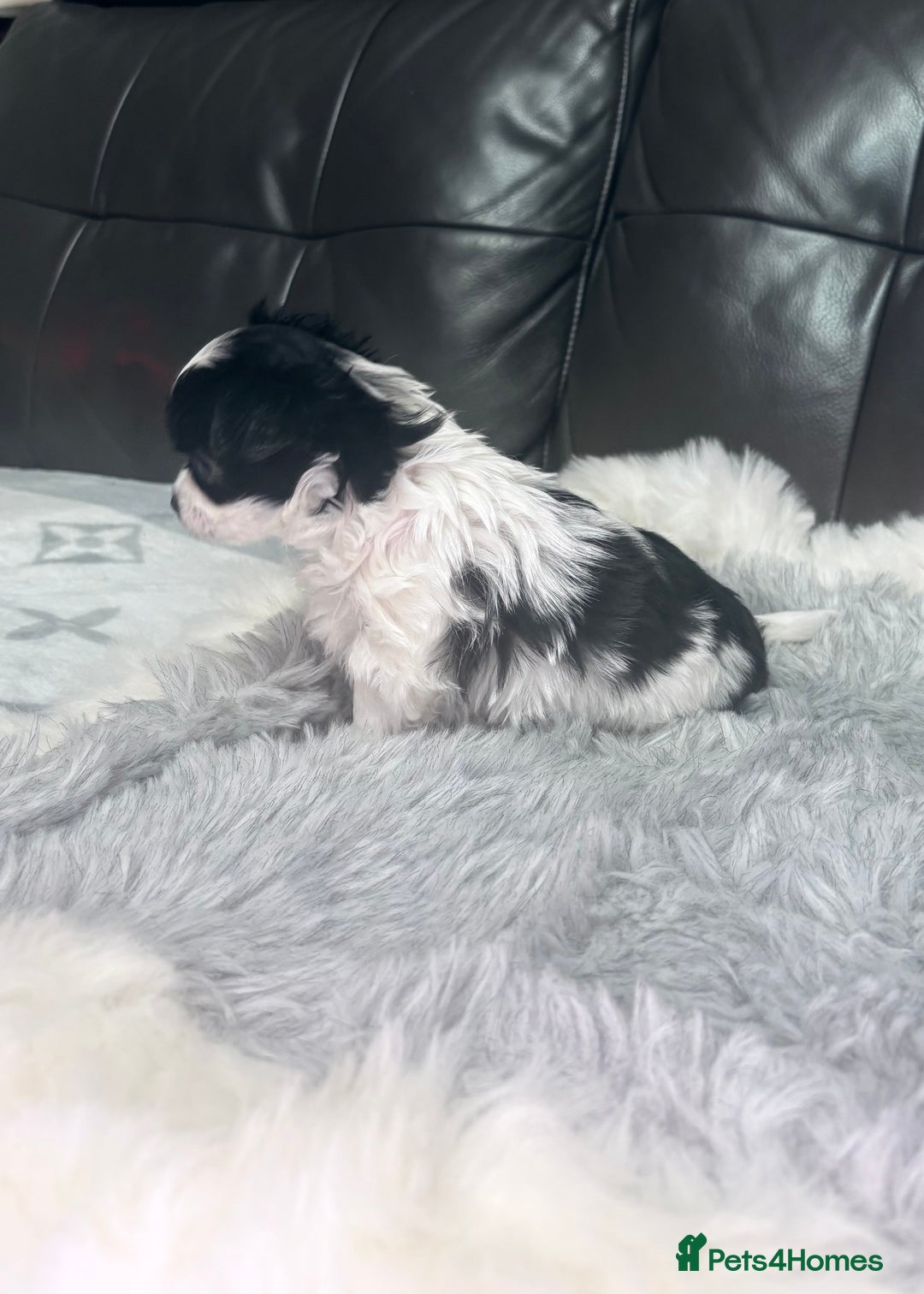 Chihuahua dogs for sale: Stunning tiny Chihuahua puppy’s male female  - Advert 15