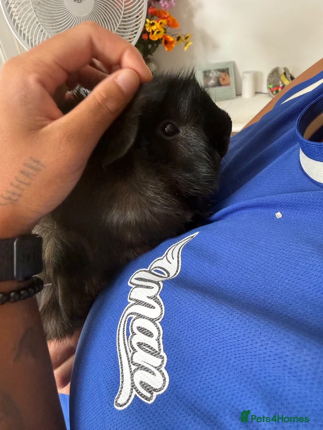 Guinea Pig rodents for sale: 2 male Guinea pigs  - Advert 2