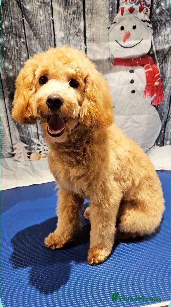 Cavapoochon dogs Cavapoochon female 3 years old  - Advert 2