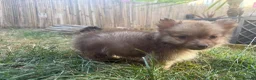 Pomchi dogs for sale: Two beautiful playful well socialised boys  - Advert 14