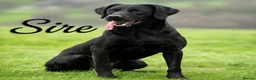 Labrador Retriever dogs for sale: Outstanding Labrador Puppies–Exceptional Pedigree - Advert 15